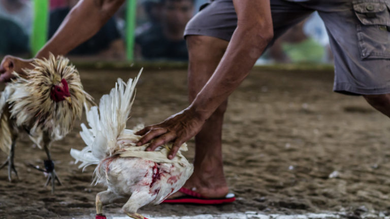 Karakter Judi Sabung Ayam Online Terbaik