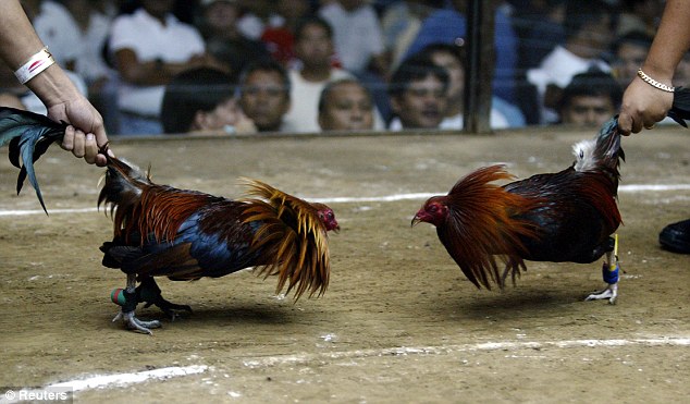 Tips Main Judi Taruhan Sabung Ayam S128 yang Terampuh